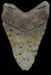 Bargain, Megalodon Tooth - North Carolina #67308-2